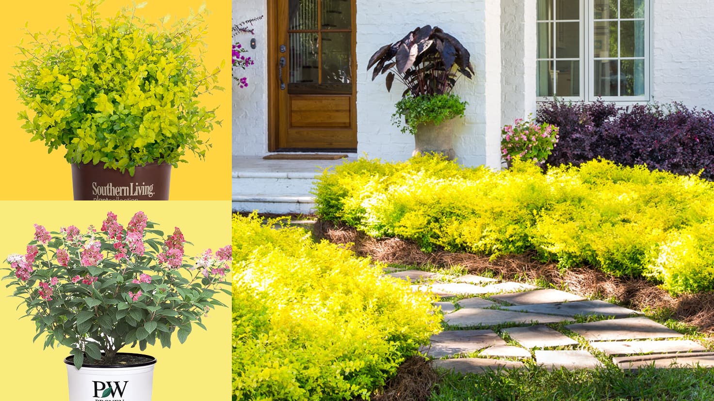 Image for DIG INTO SUMMER PLANTING