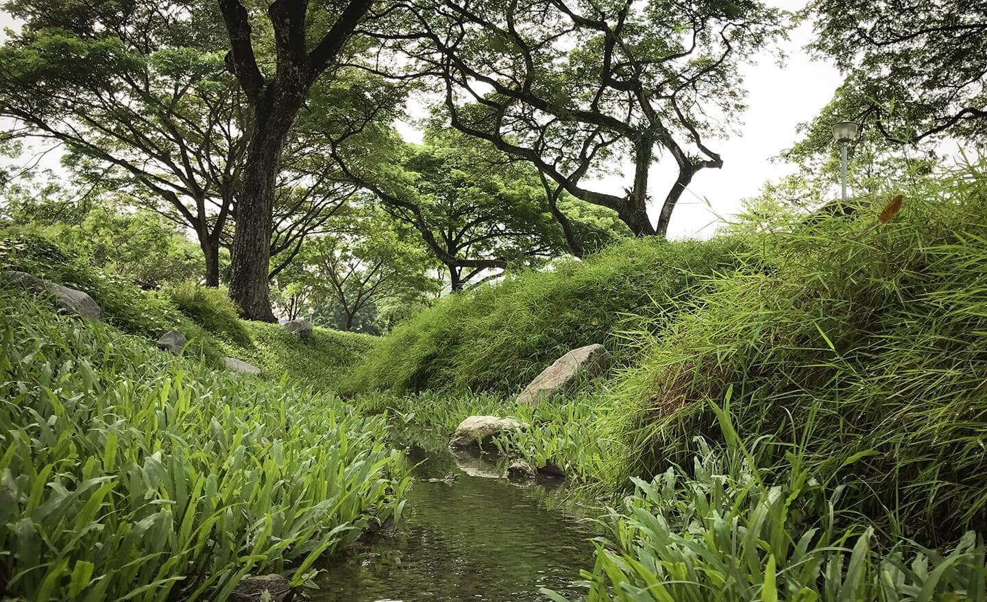 Water flows between two grassy banks