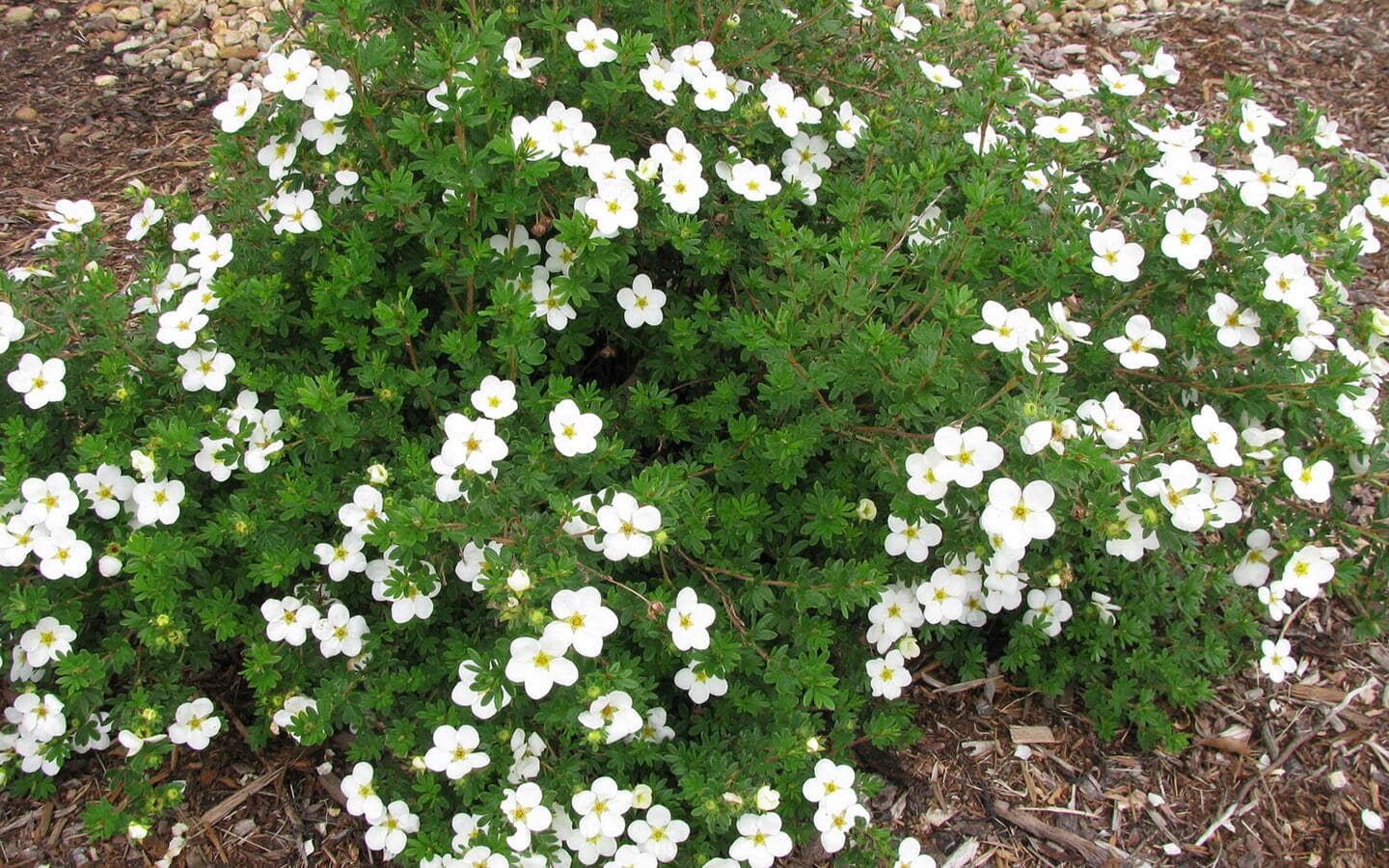Blooms of white potentilla flowers with and light-green centers.