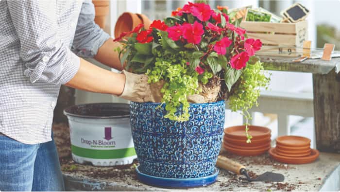 How to Create a Container Garden