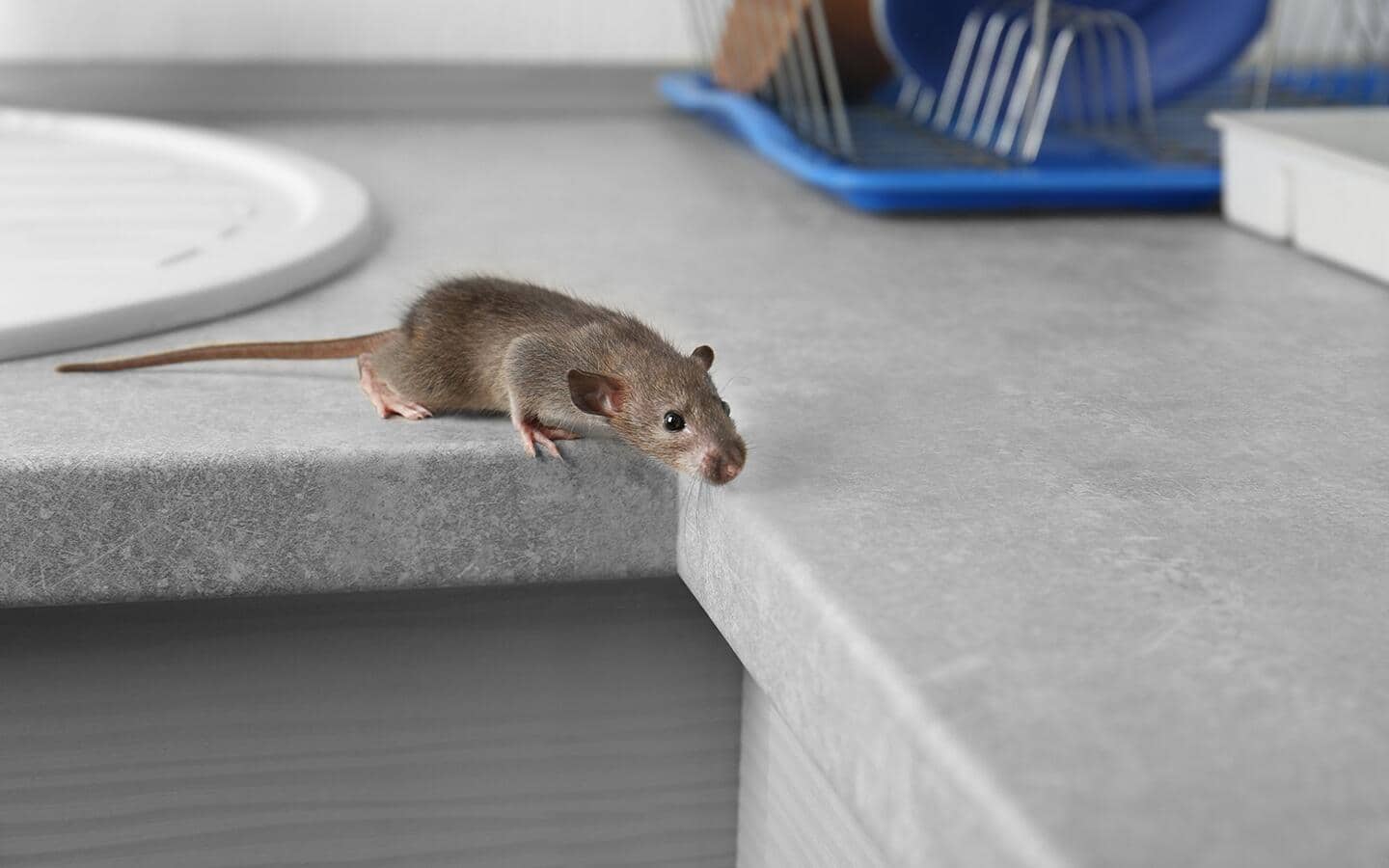A mouse crawling on a kitchen counter. A mouse crawling on a kitchen counter.