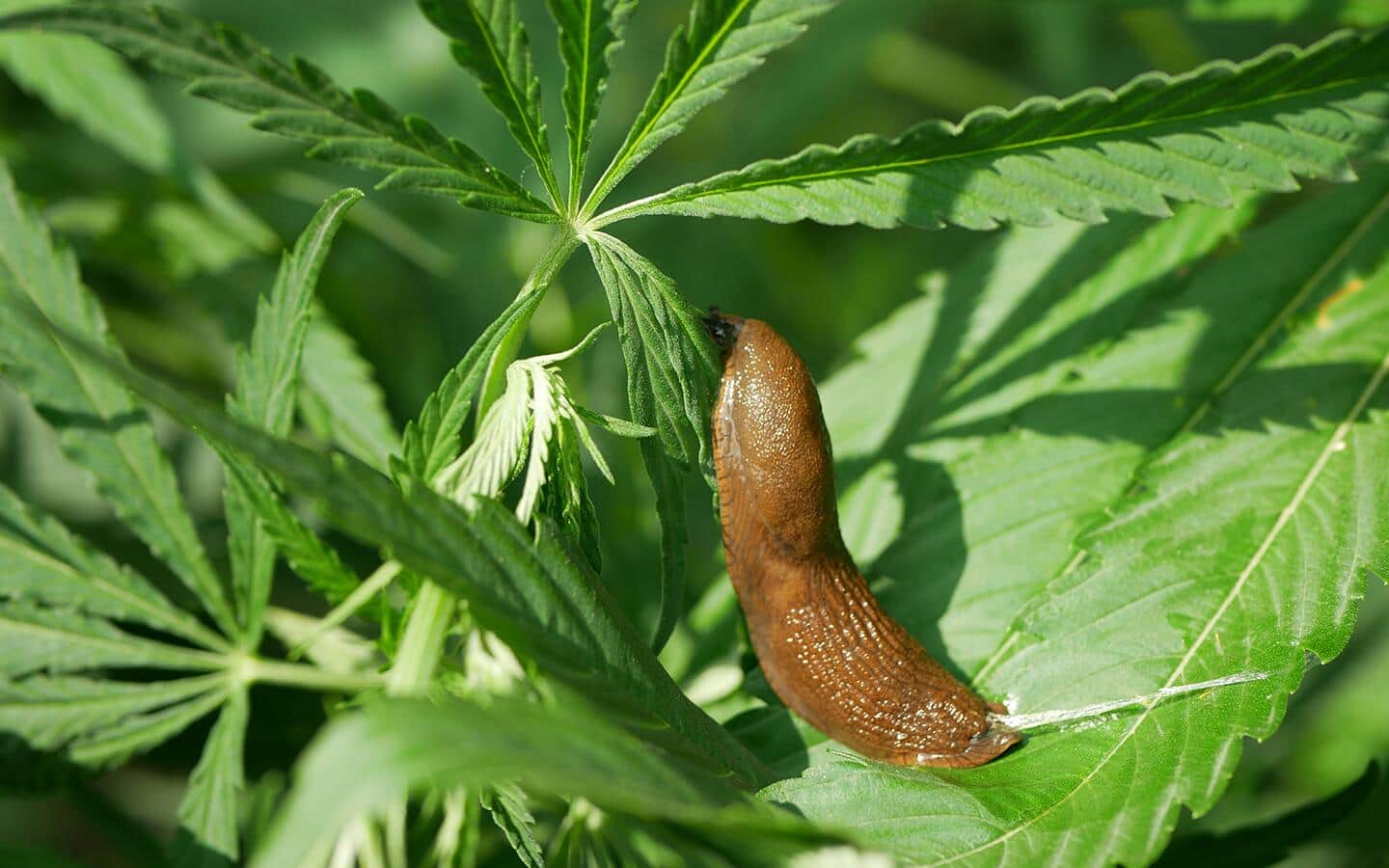 A brown slug feeding on a garden plant.