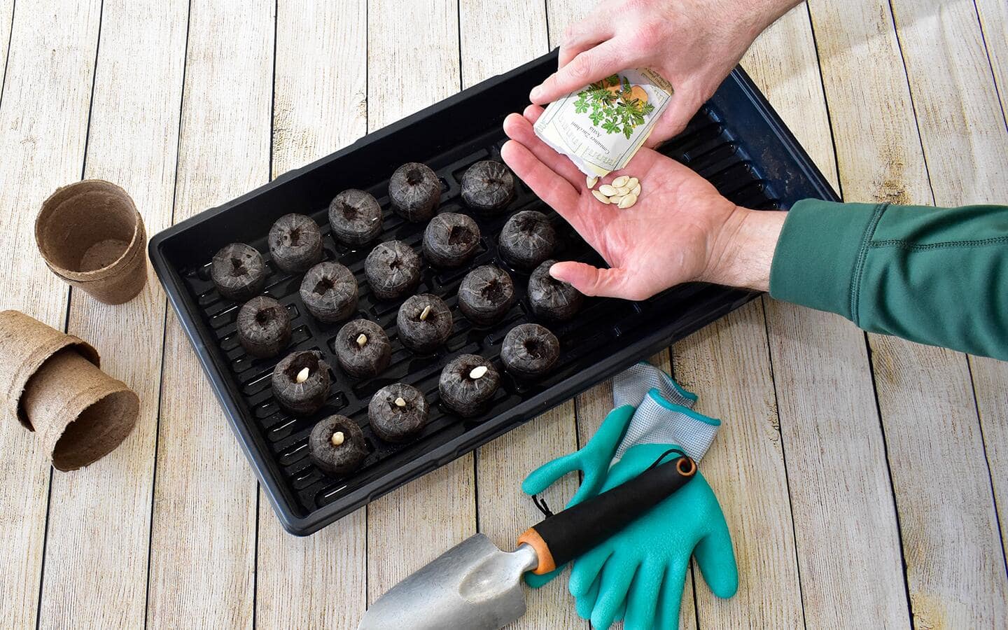 Seeds being dropped into soil. Seeds being dropped into soil.