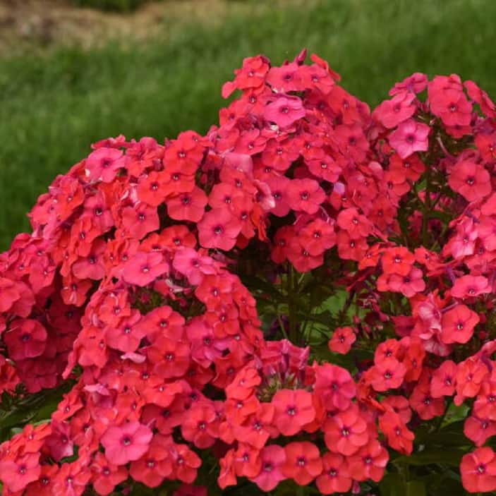 Phlox 