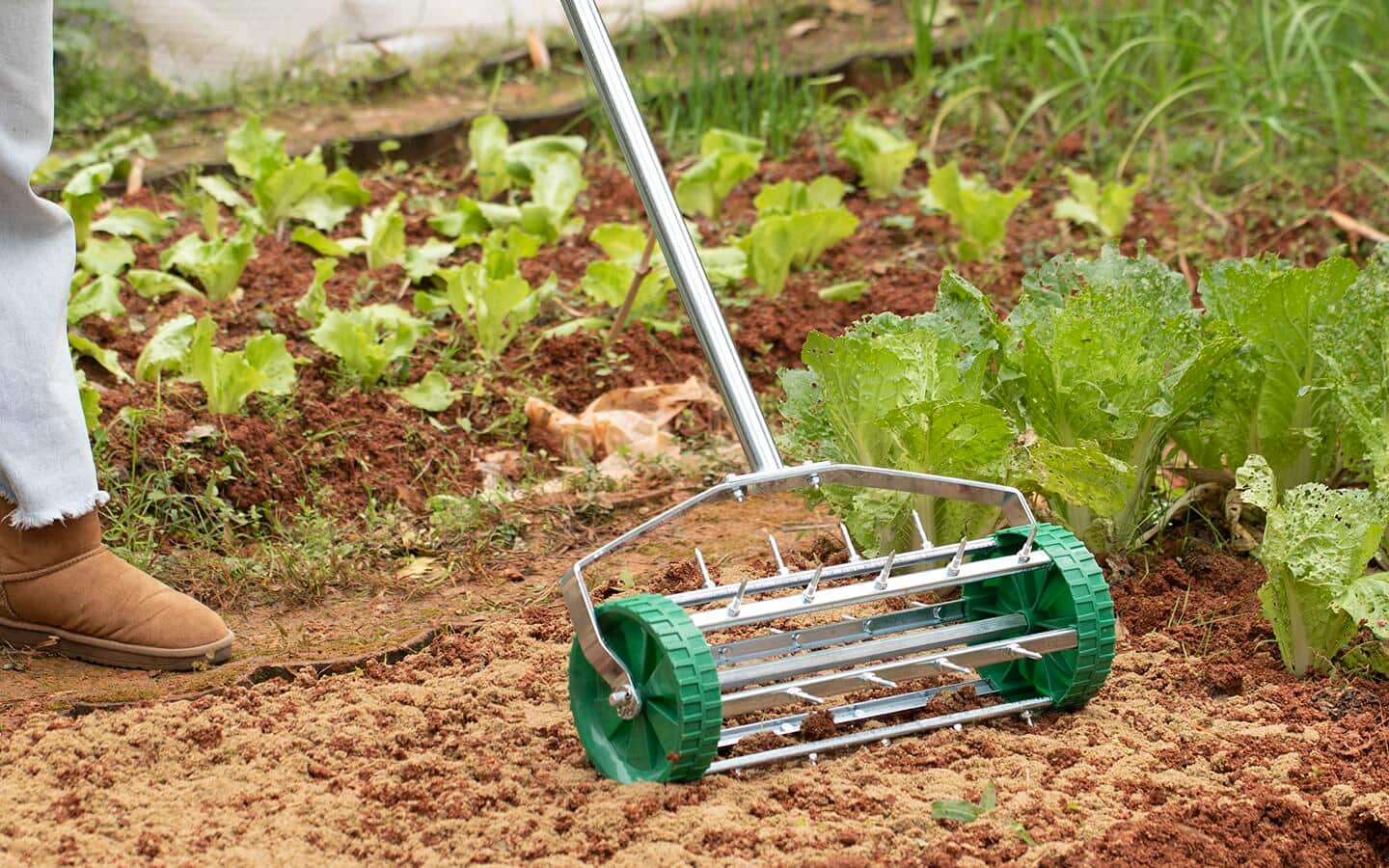 Person pushing a manual lawn aerator in a garden bed