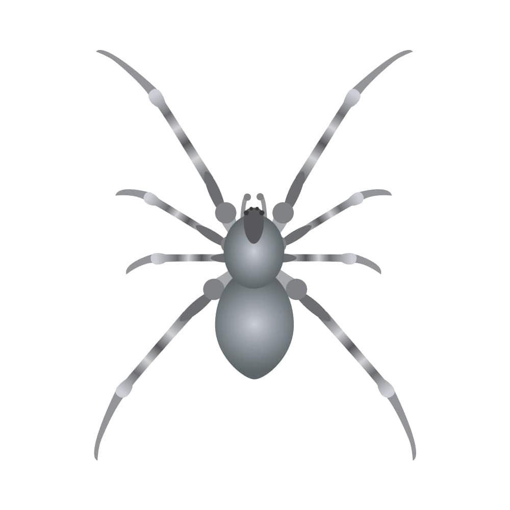 Image for Spiders