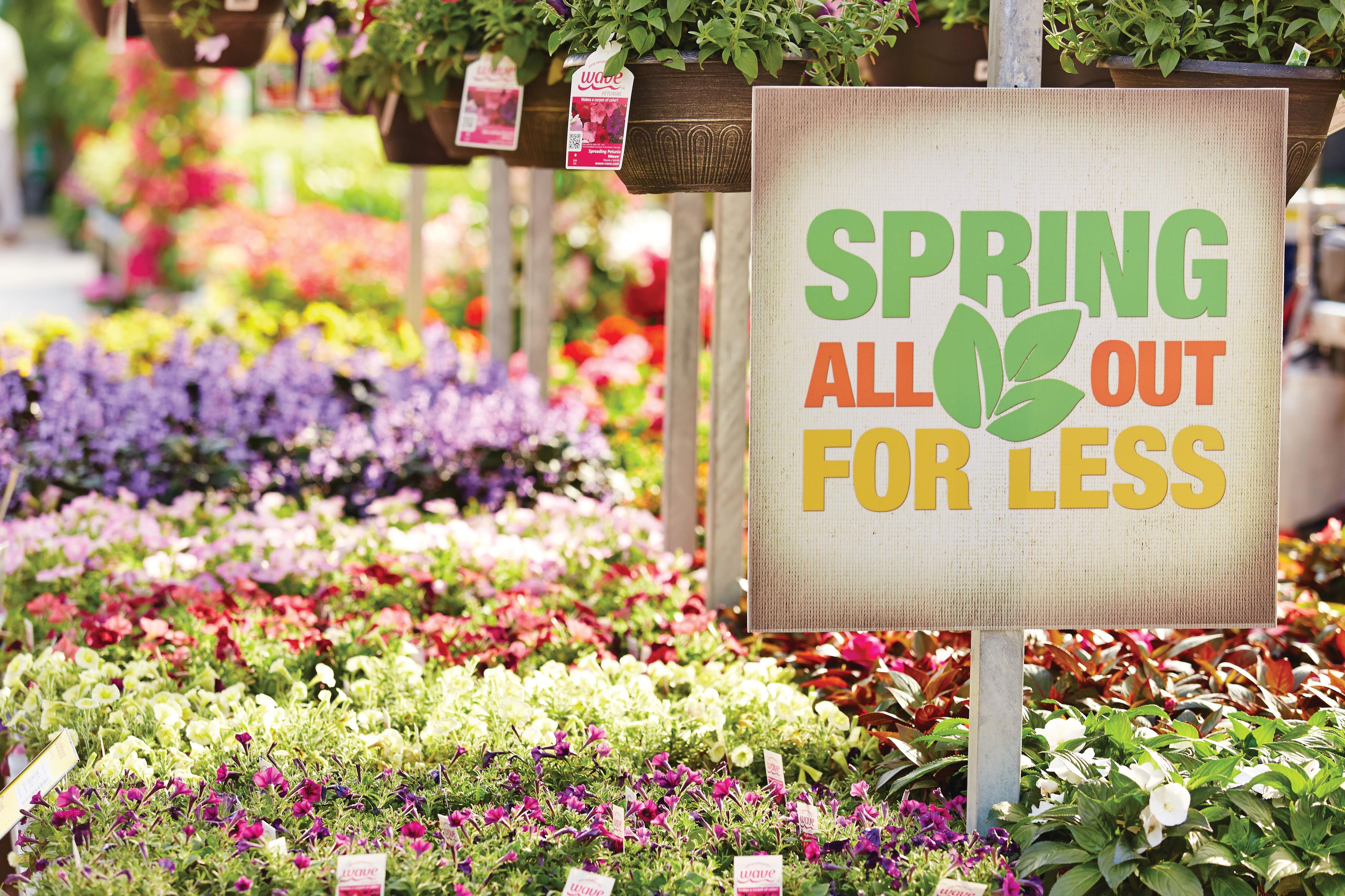 Flats of spring flowers on display