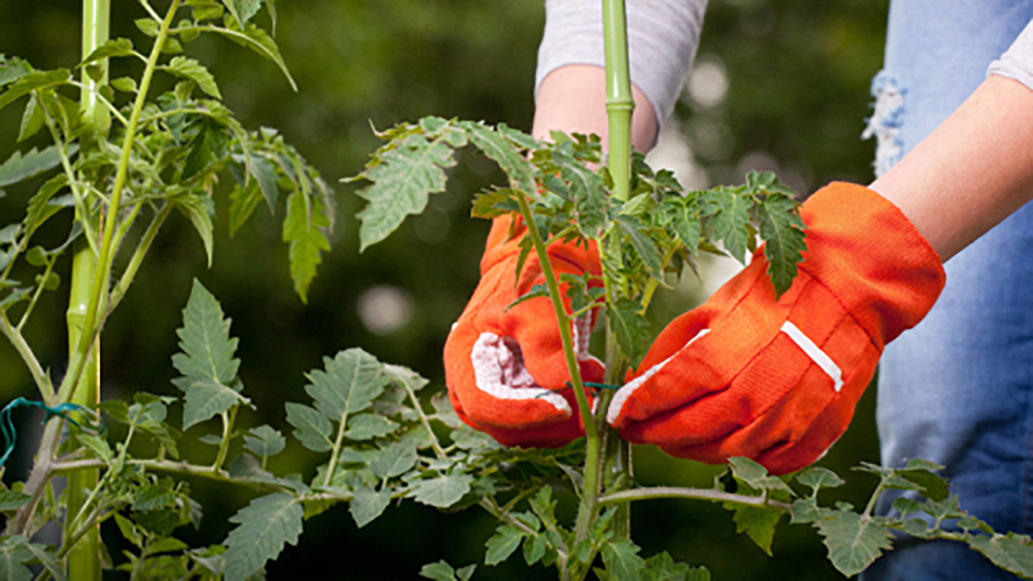 How to Start a Vegetable Garden
