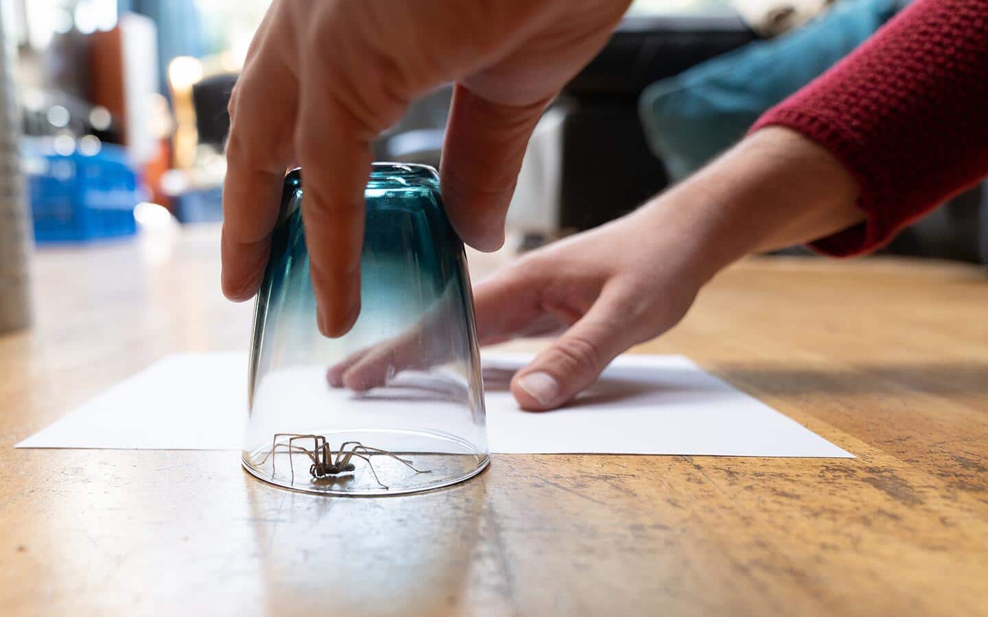An individual slides a sheet of paper under a glass containing a spider to transport it outdoors.