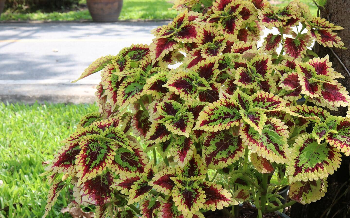 Burgundy and green coleus in a yard. Burgundy and green coleus in a yard.