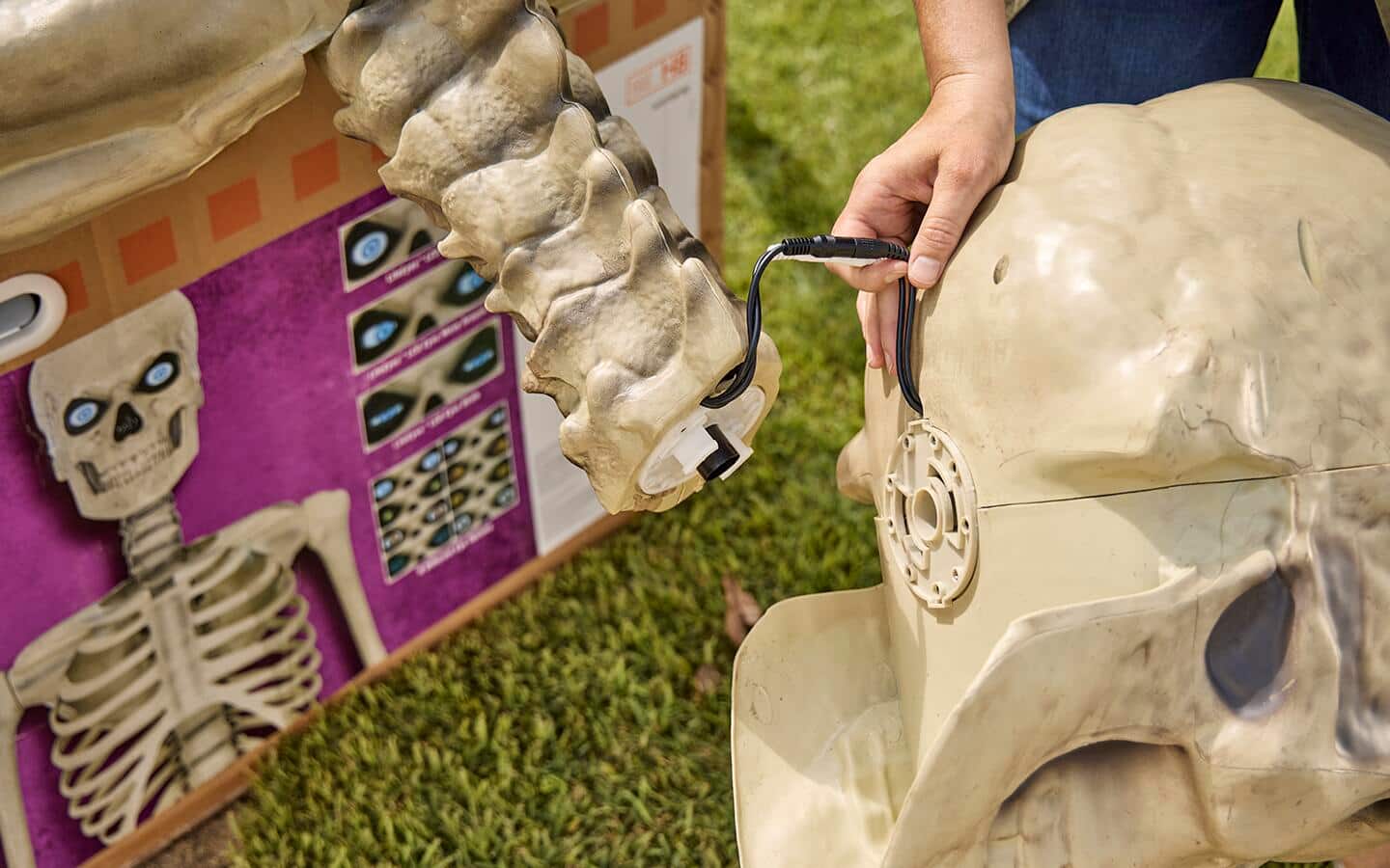 The cord between the skull and spine is connected. The cord between the skull and spine is connected.