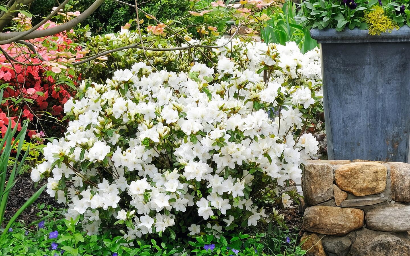 White azalea shrub in a garden White azalea shrub in a garden