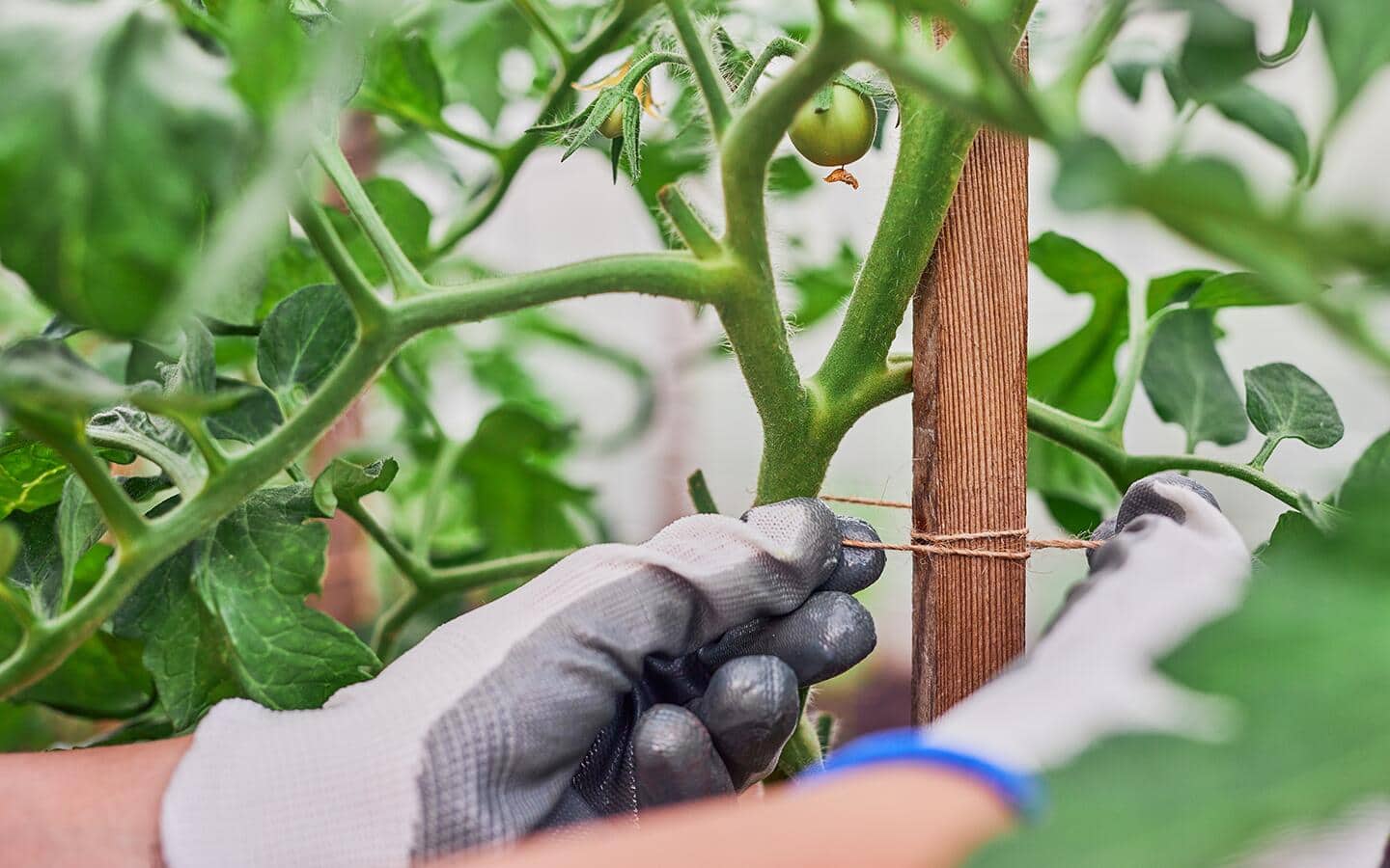 A gloved person ties a tomato vine to a stake. A gloved person ties a tomato vine to a stake.