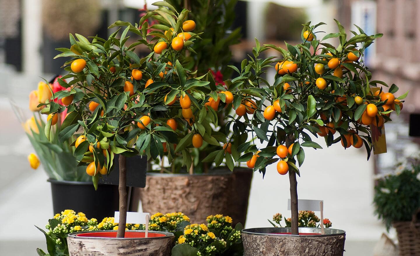 A collection of kumquat trees in containers