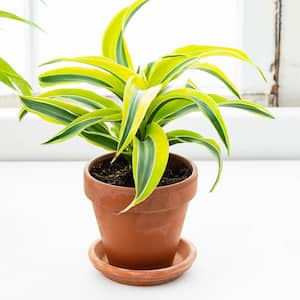 Image for Shop Dracaena Plants
