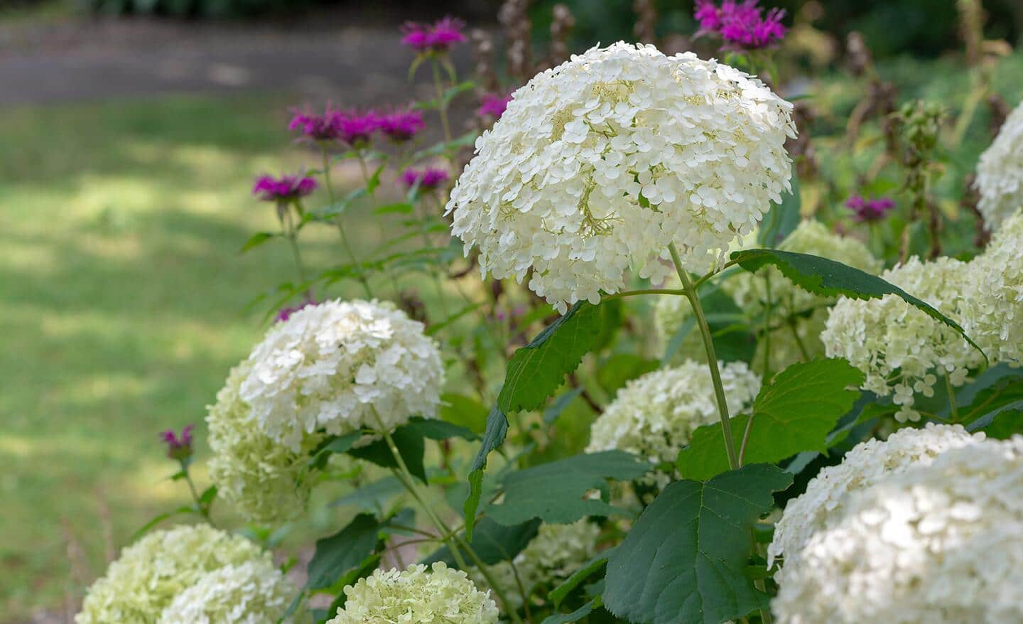 White smooth hydrangea blooms in a garden White smooth hydrangea blooms in a garden