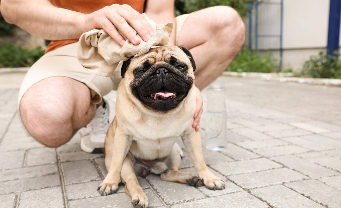 Person cools a dog with a cloth outside on a hot day Person cools a dog with a cloth outside on a hot day