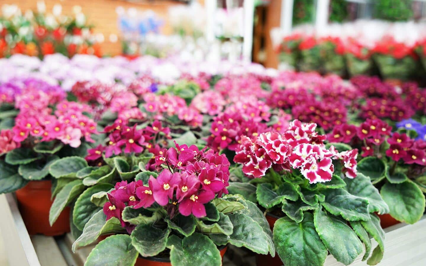 A flat of African violets in various shades of pink. A flat of African violets in various shades of pink.