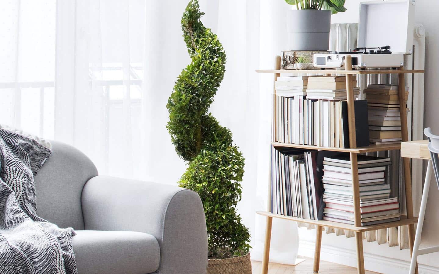 Eugenia topiary spiral in a bright living space Eugenia topiary spiral in a bright living space
