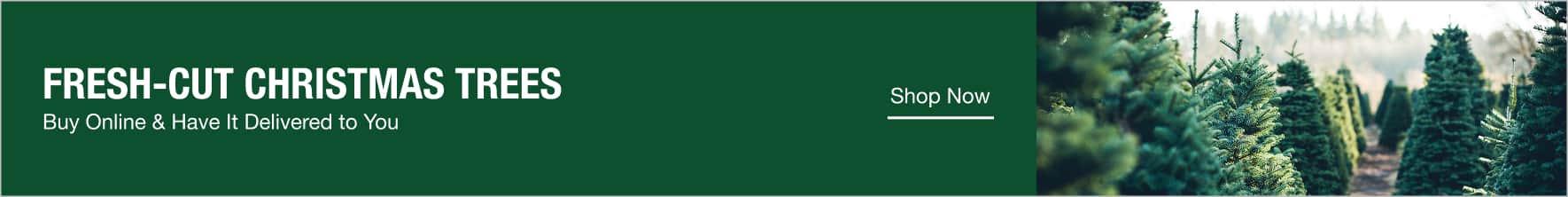 Fresh-Cut Christmas Trees. Buy Online & Have It Delivered to You