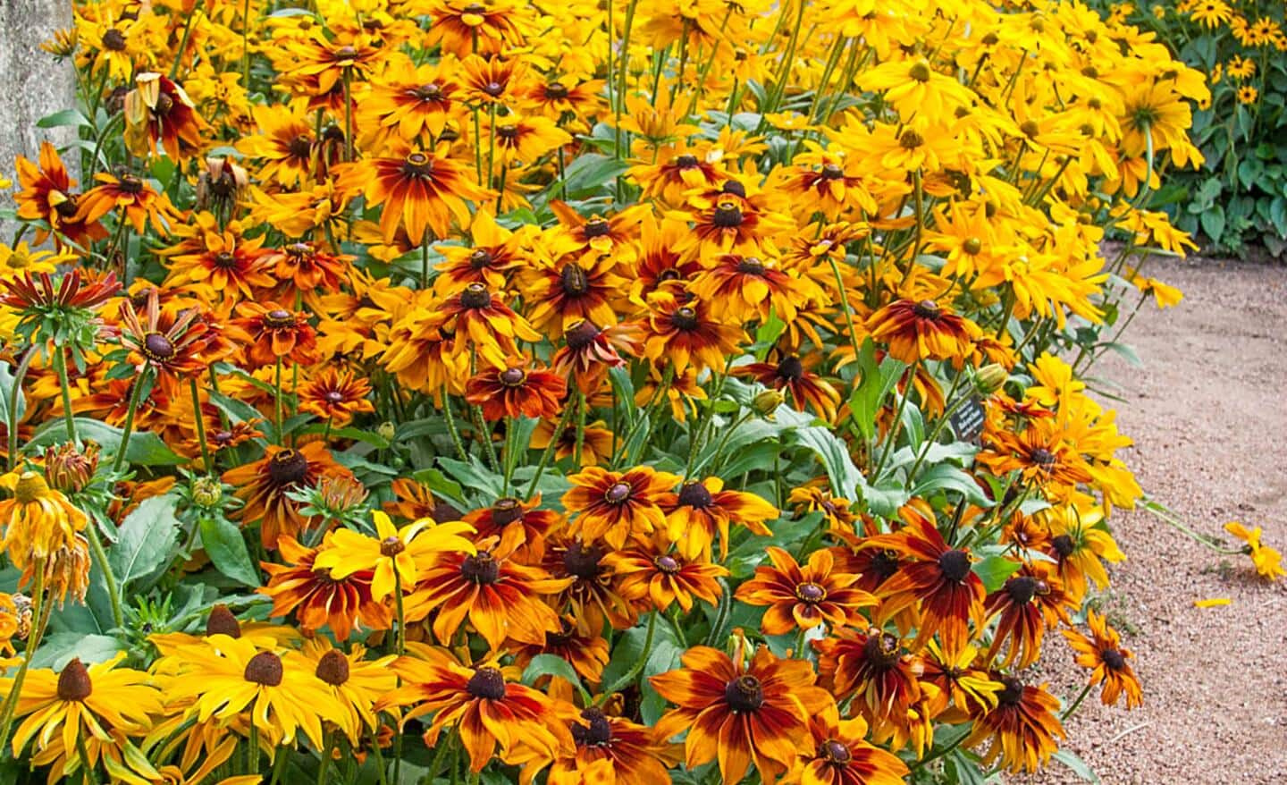 Perennial rudbeckia blooms in a garden display