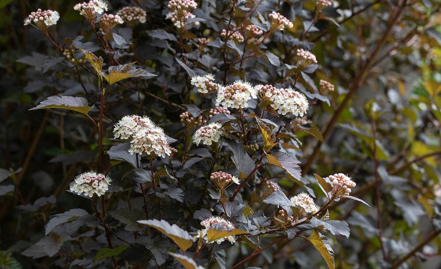 White blooming ninebark shrub White blooming ninebark shrub