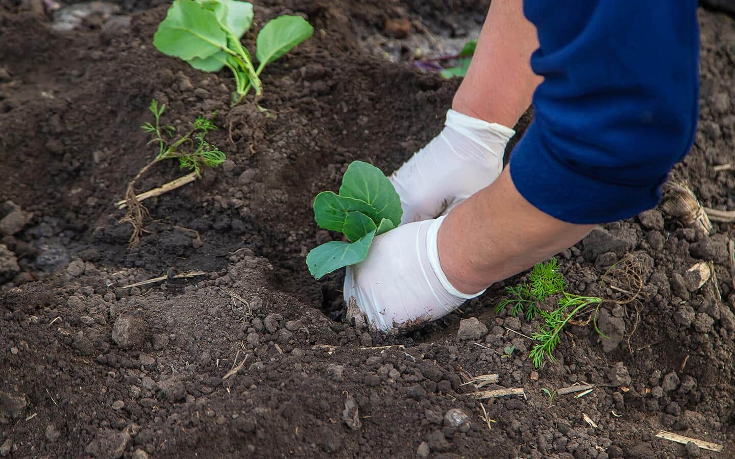 Gardener plants vegetable seedlings in a garden Gardener plants vegetable seedlings in a garden