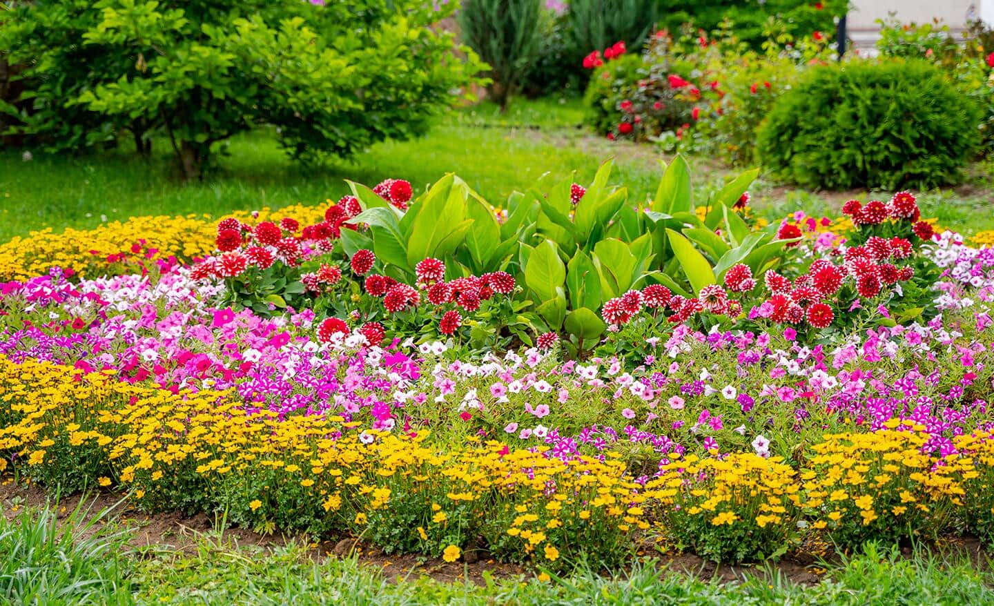 A full sun garden with colorful annuals 