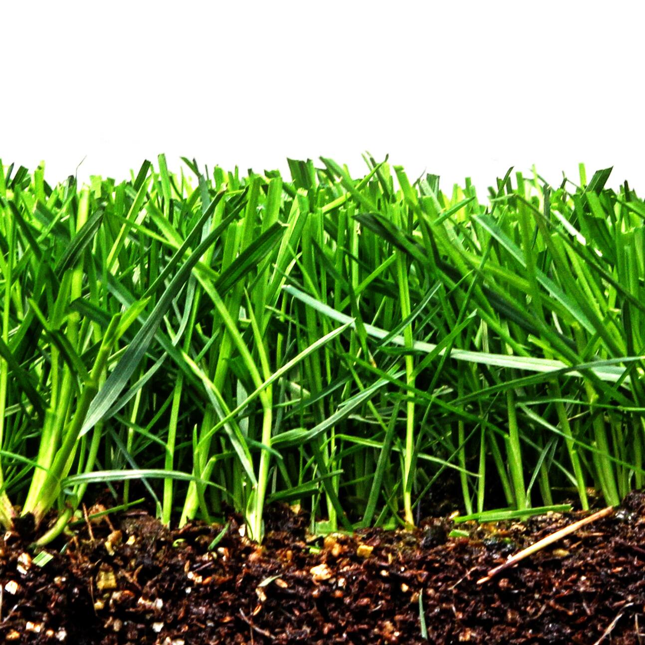 Kentucky Bluegrass