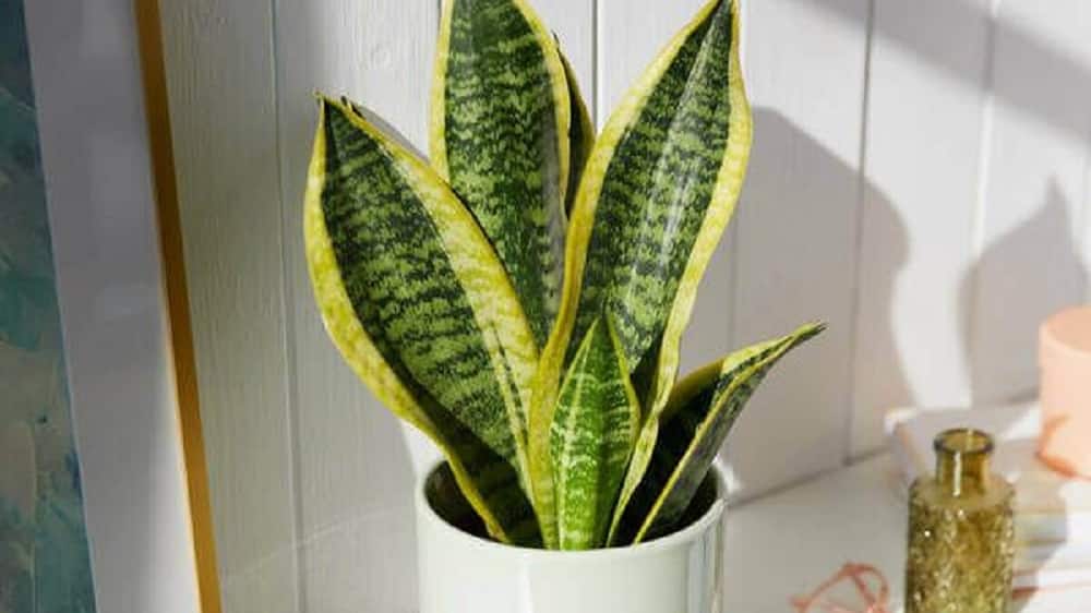 Image for PLANTS MAKE THE PERFECT GIFT 