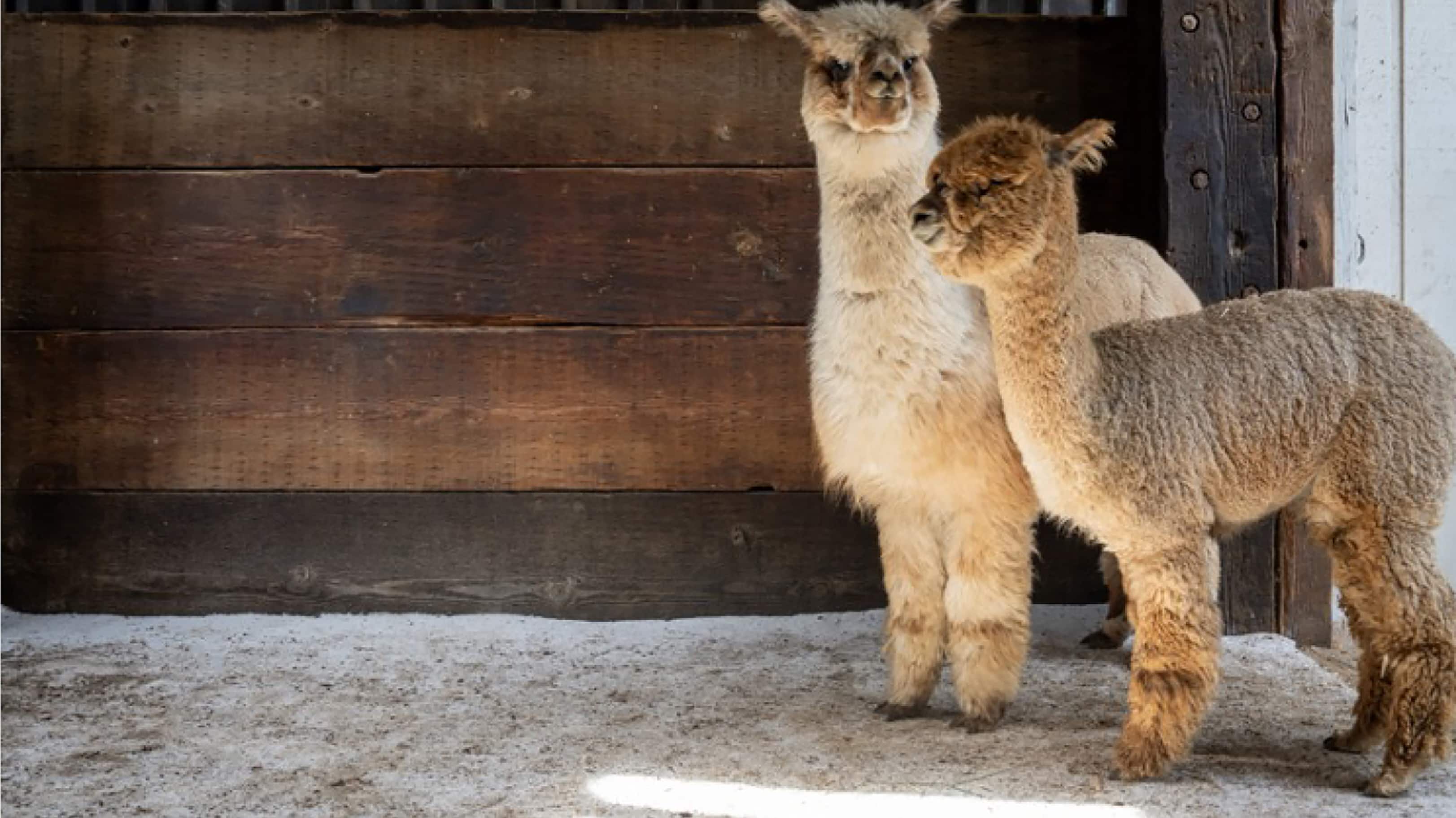 Image for CARPET THAT STANDS UP TO ANY PET MESS