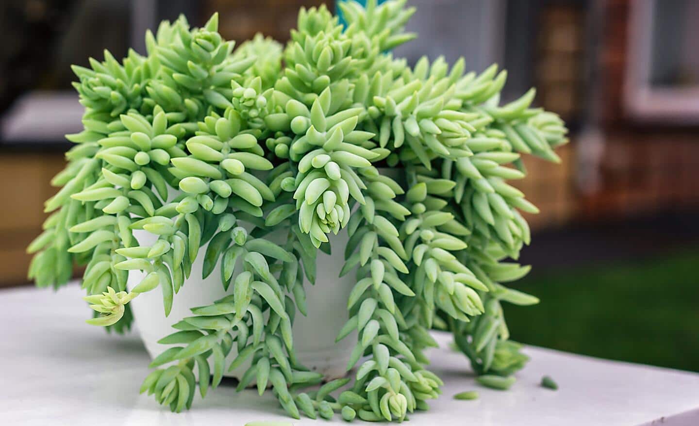A burro's tail succulent vine growing in a white pot.