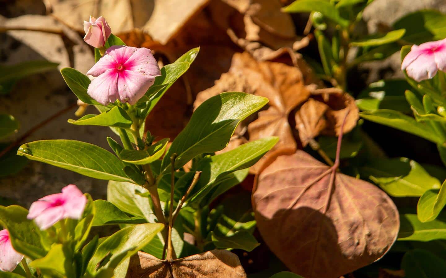 Fallen leaves surround a flowering pink rose.