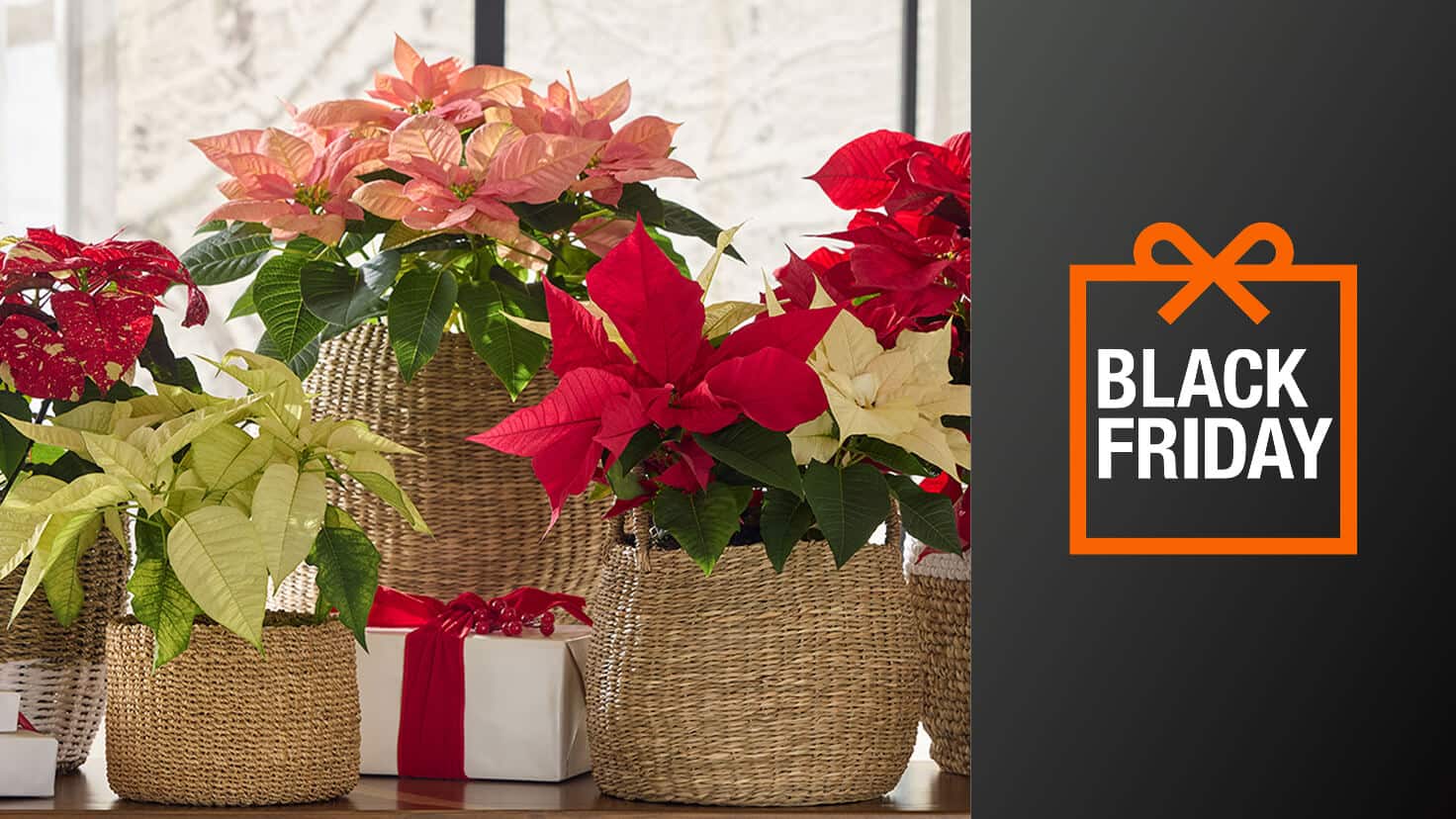 Image for BRING THE GARDEN INDOORS