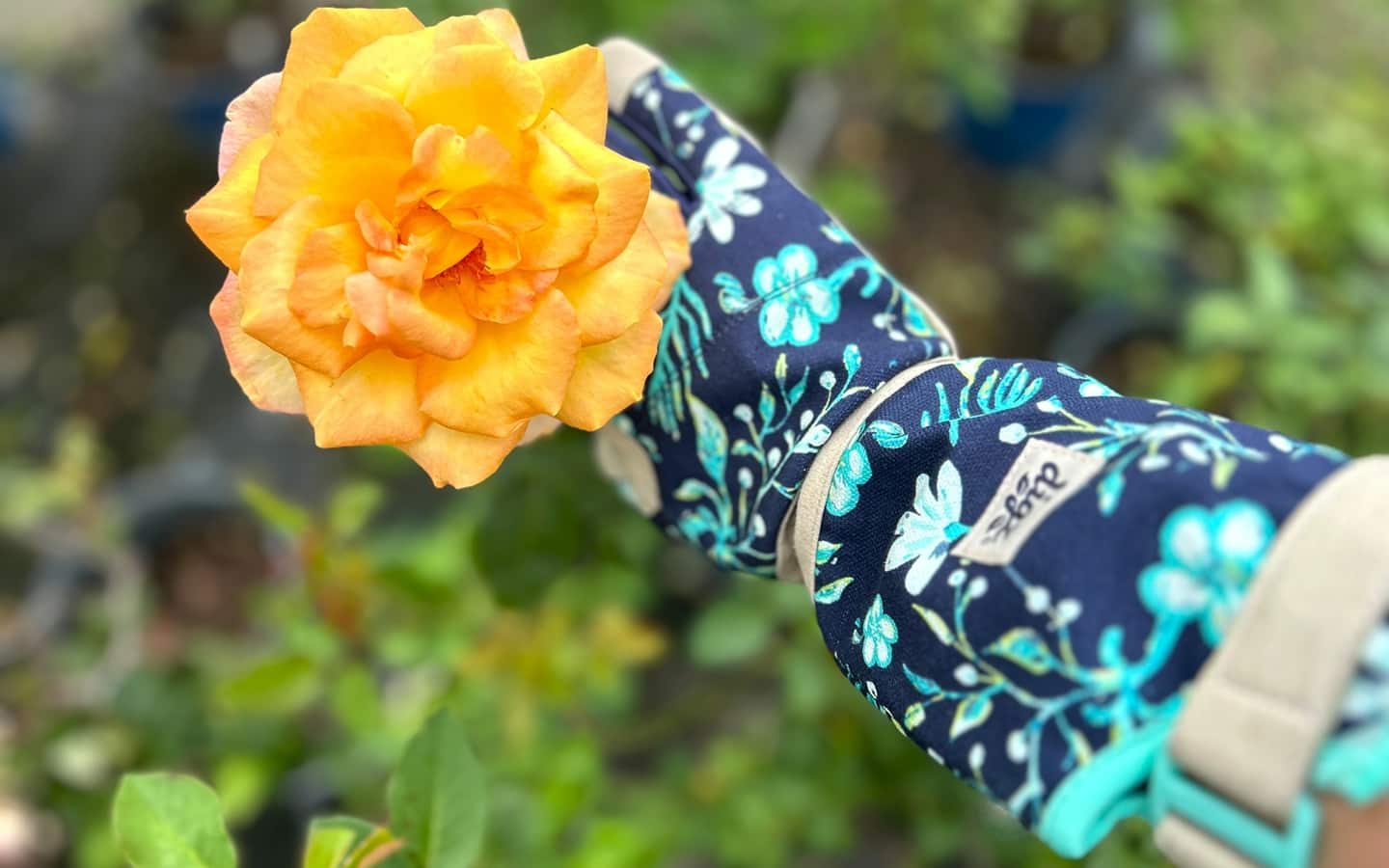 Gardener wearing rose gloves holds a yellow rose bloom in their hand Gardener wearing rose gloves holds a yellow rose bloom in their hand