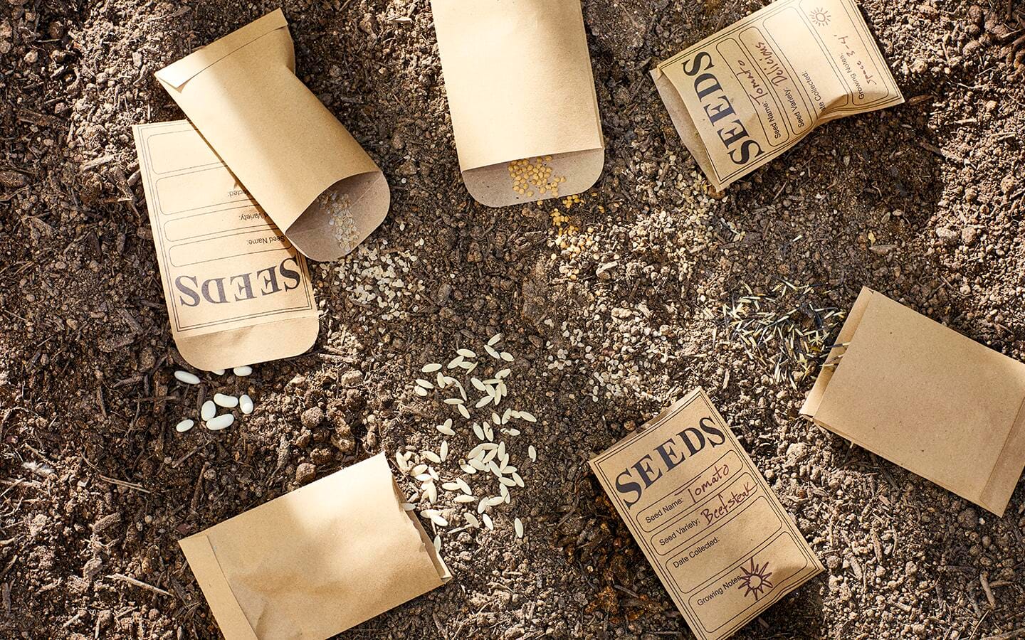 Packets of seeds ready to be directly sown in soil