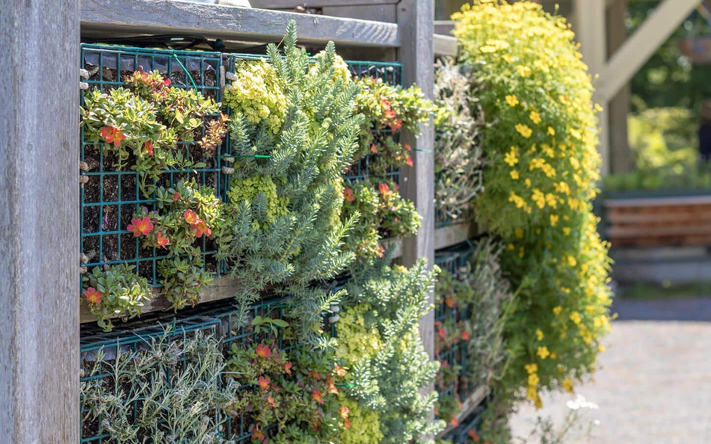 Plants growing in a vertical garden