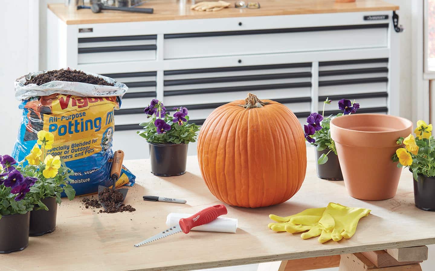 A fresh pumpkin, potting soil and plants on a wood work table. A fresh pumpkin, potting soil and plants on a wood work table.