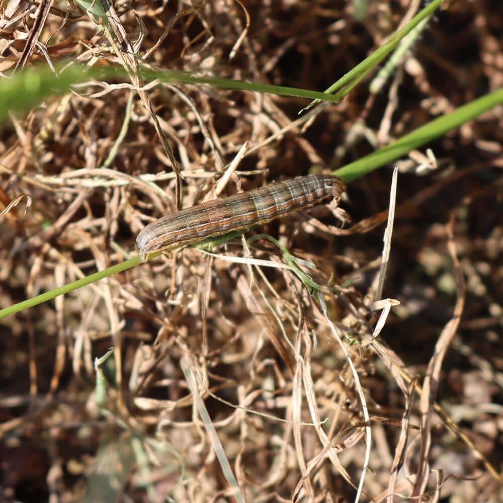 Armyworm on a plant stem