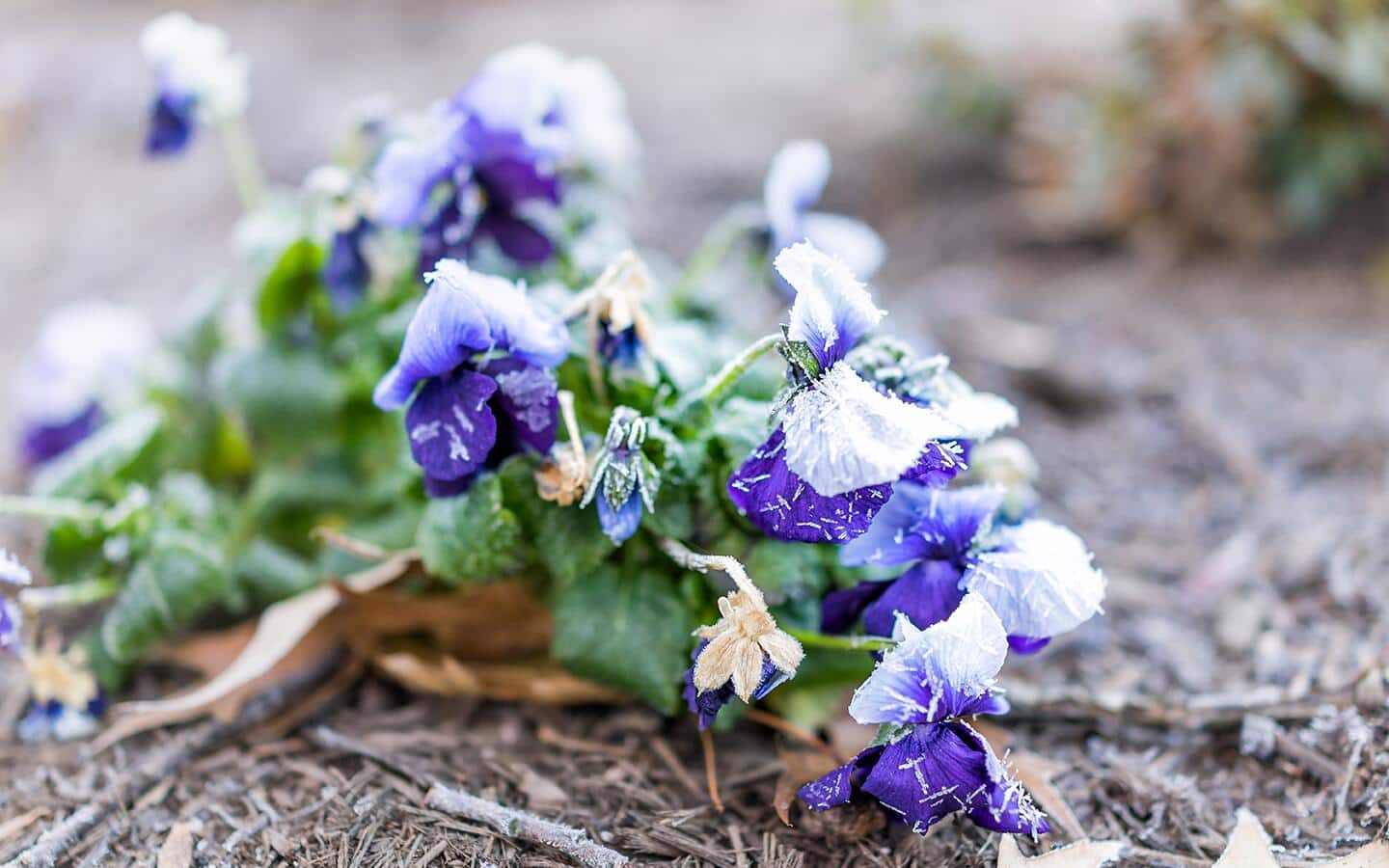 Frost covering a pansy plant. Frost covering a pansy plant.