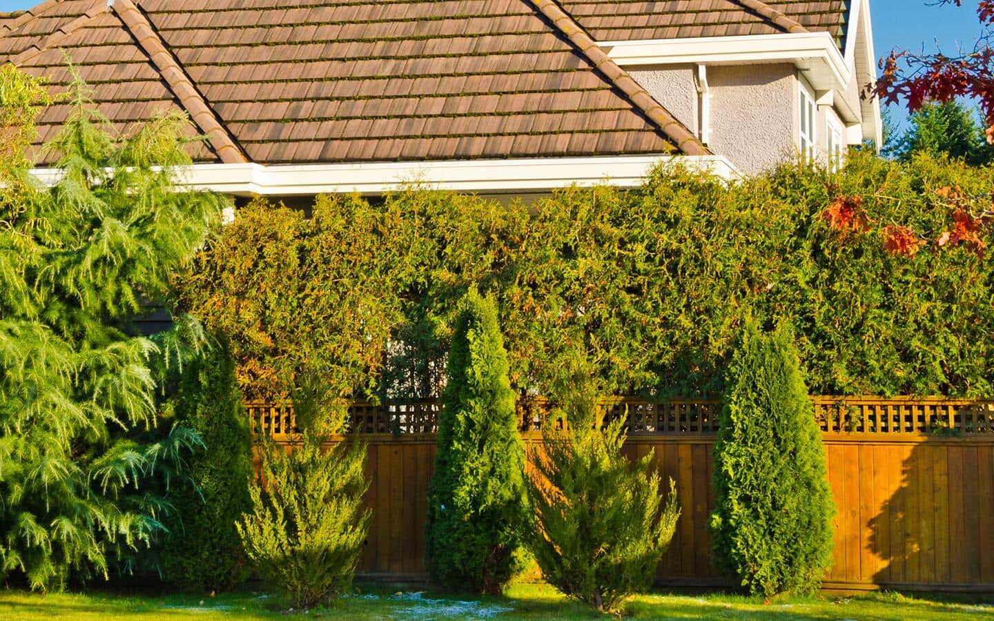 Arborvitae planted along a wall as a privacy hedge Arborvitae planted along a wall as a privacy hedge