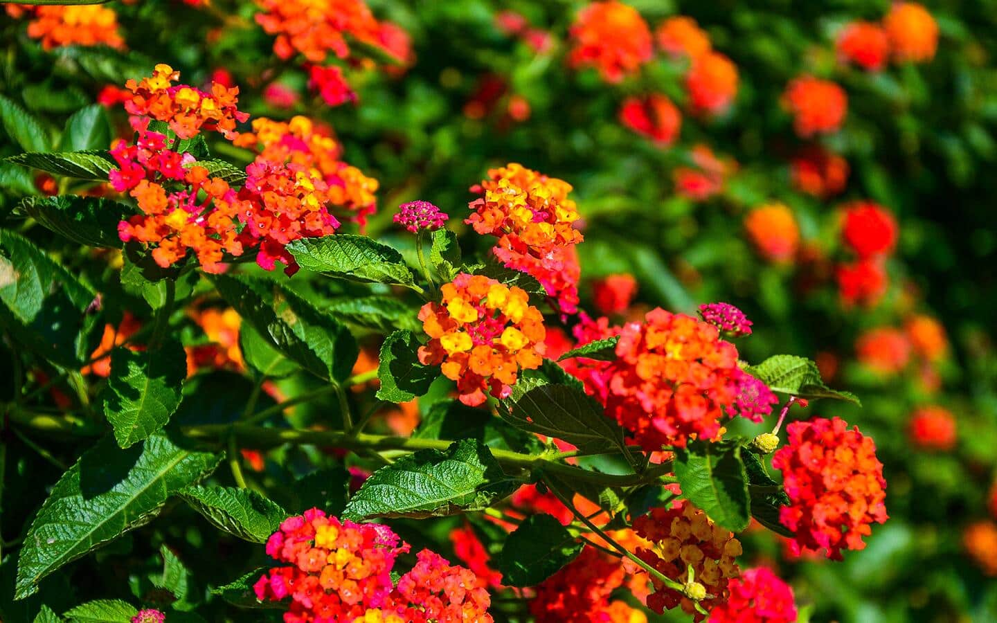 Orange, red and yellow lantana blooms in a full sun garden Orange, red and yellow lantana blooms in a full sun garden