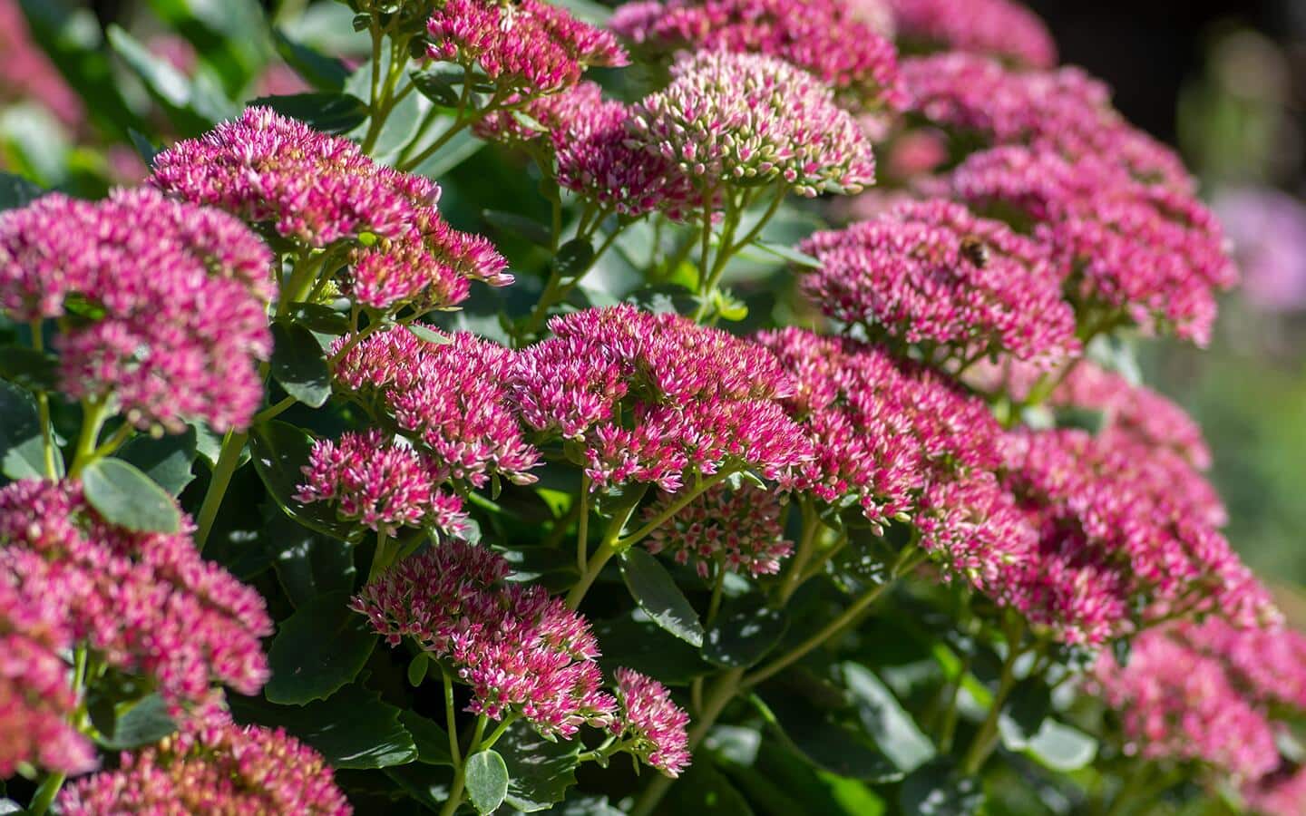 Pink flowers on sedum plant in a garden Pink flowers on sedum plant in a garden
