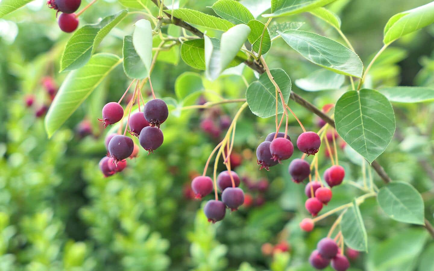 Purple and red serviceberry fruits hanging on a shrub.