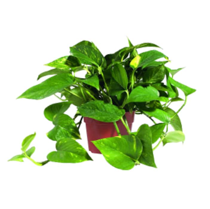 Pothos Plants