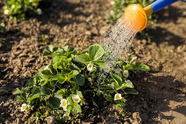 How to Troubleshoot & Care for Your Perennials