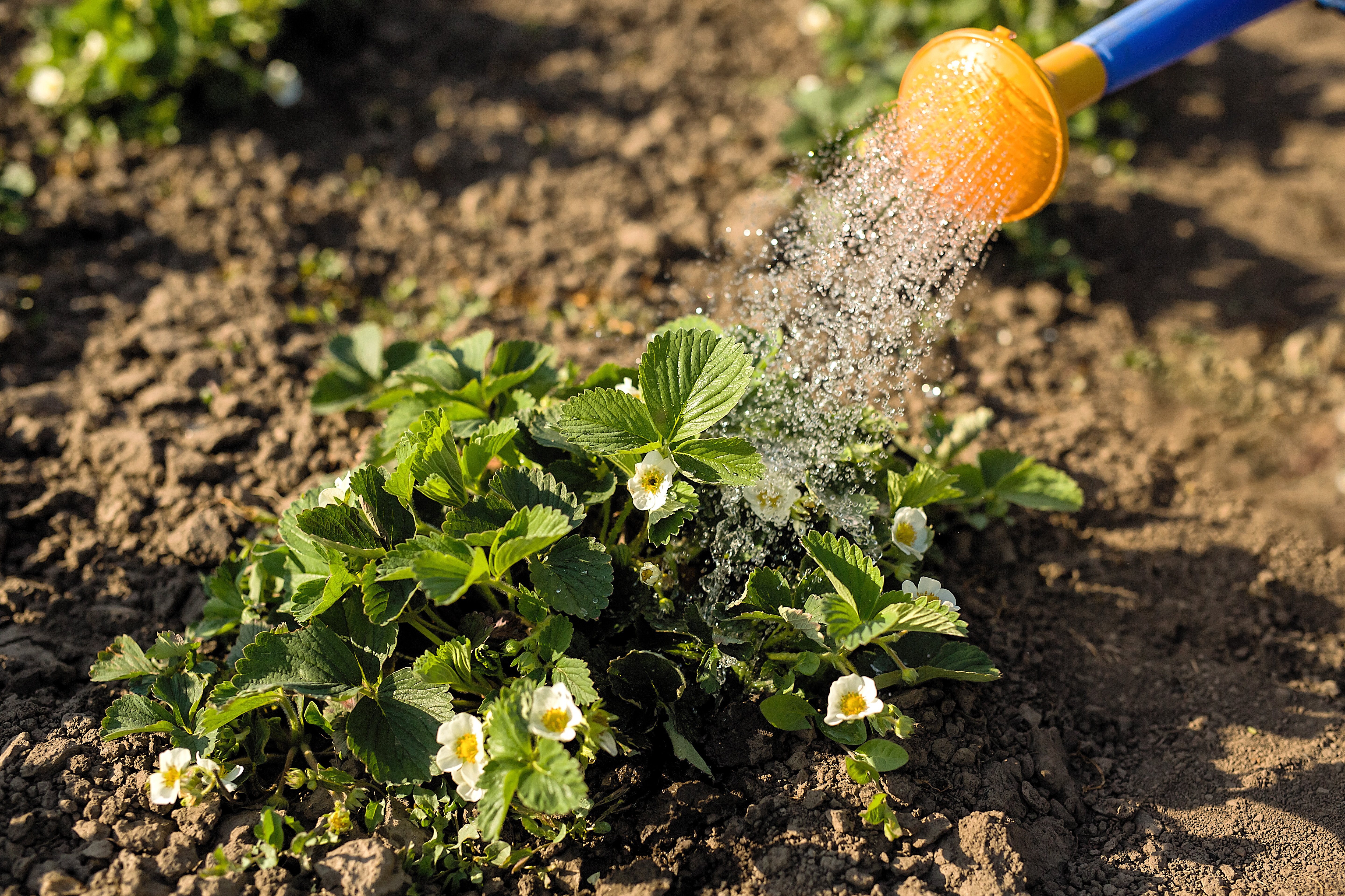 How to Troubleshoot & Care for Your Perennials