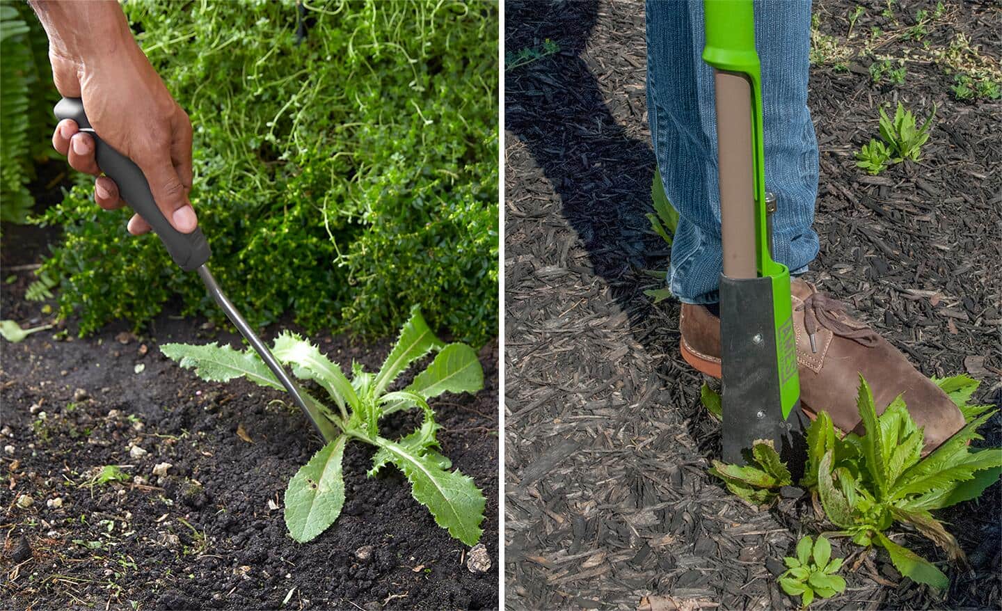 Person on the left uses a hand weeding tool and person on the right uses a stand up weeding tool