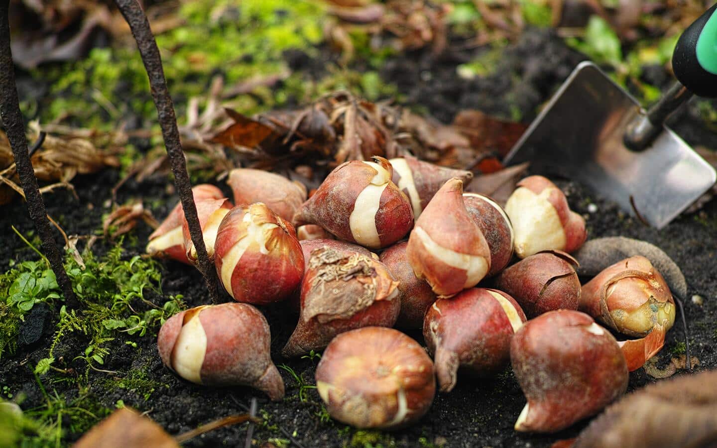 How to Plant Spring-Flowering Bulbs - The Home Depot