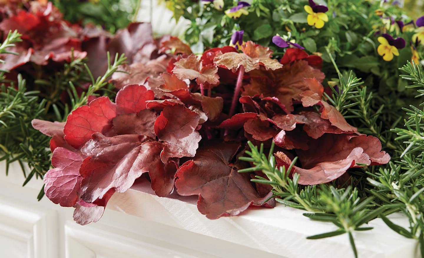 Red heuchera foliage in a window box container Red heuchera foliage in a window box container